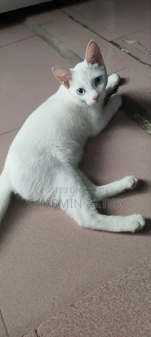 ৩-৬ মাসের মহিলা মিশ্র জাতের বিড়াল