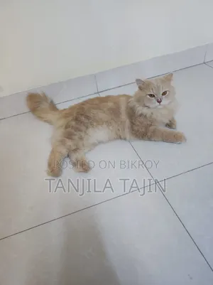 ১+ বছরের পুরুষ পিওরব্রেড পার্সিয়ান