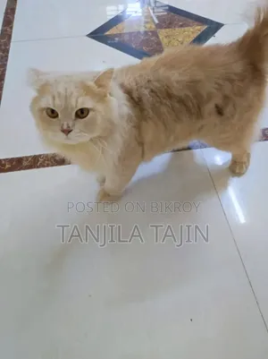 ১+ বছরের পুরুষ পিওরব্রেড পার্সিয়ান