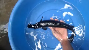 Alligator Gar 12inch+