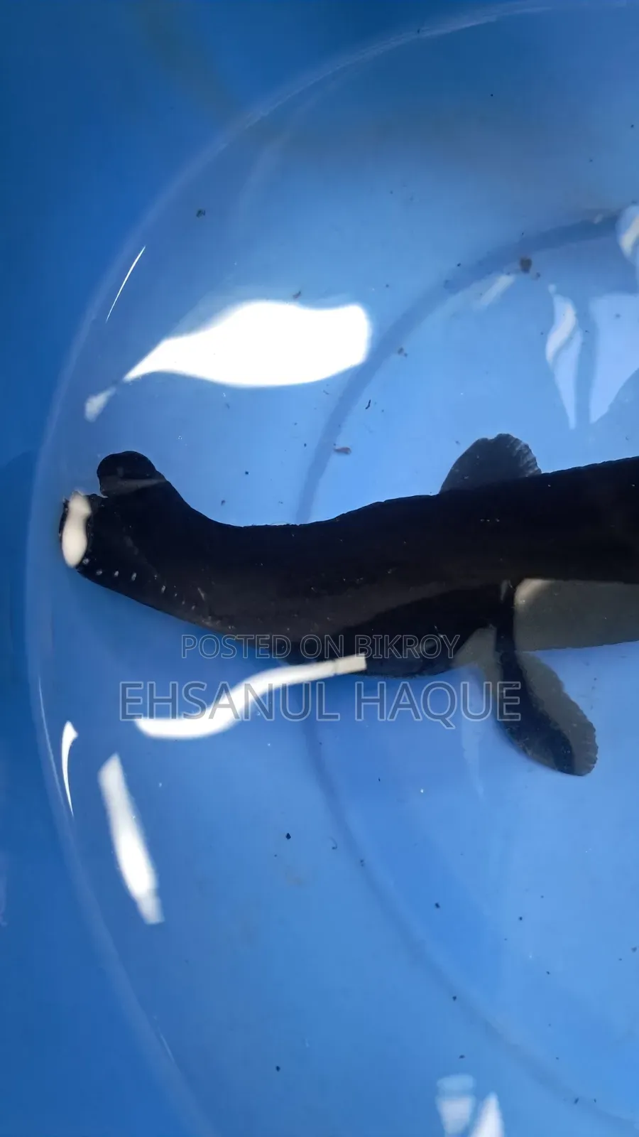 Alligator Gar 12inch+