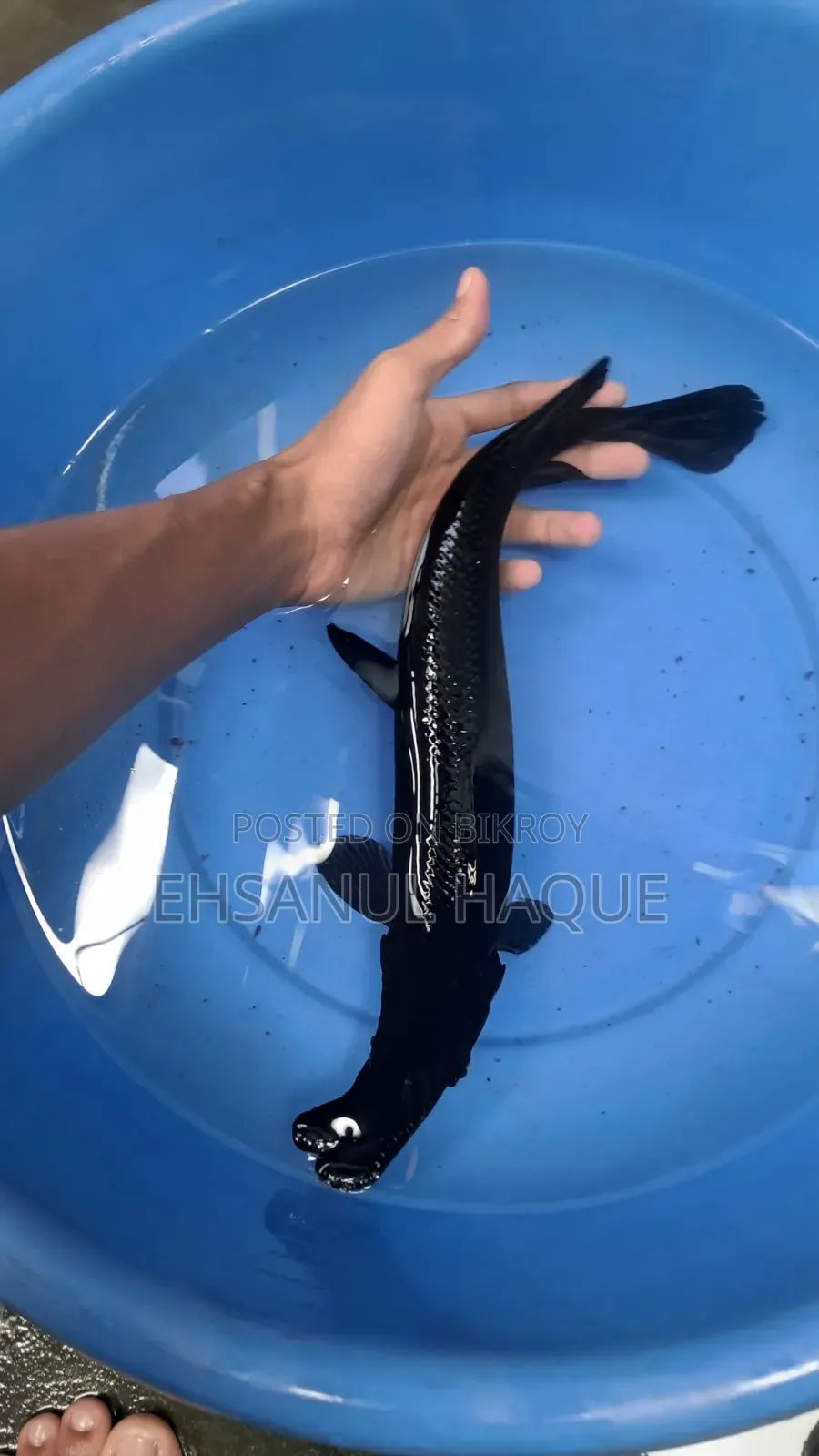 Alligator Gar 12inch+