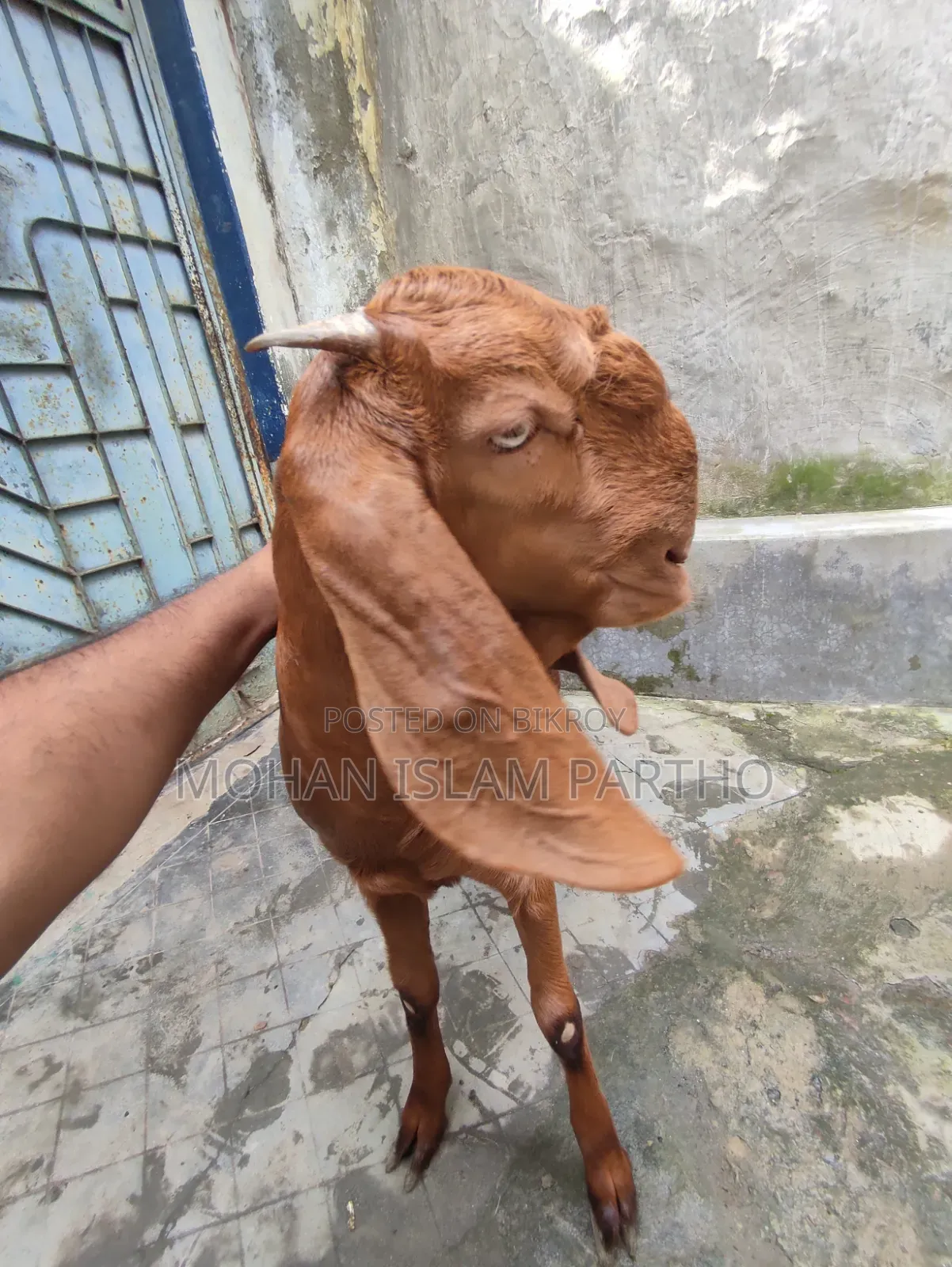 তোতাপুরি মেয়ে বাচ্চা