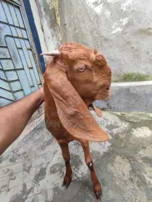 তোতাপুরি মেয়ে বাচ্চা