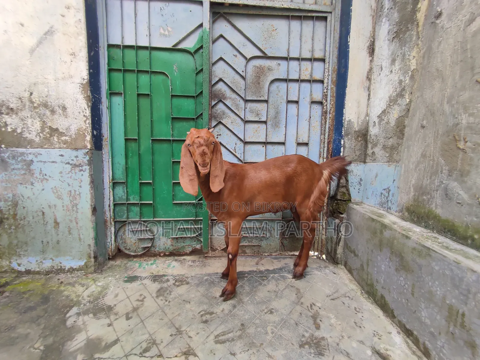 তোতাপুরি মেয়ে বাচ্চা