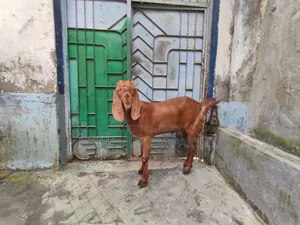 তোতাপুরি মেয়ে বাচ্চা
