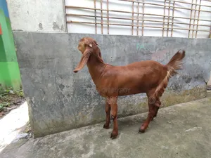 তোতাপুরি মেয়ে বাচ্চা