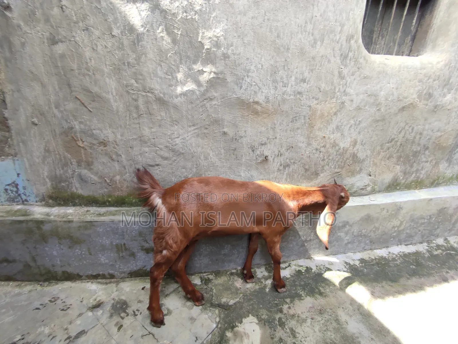 তোতাপুরি মেয়ে বাচ্চা