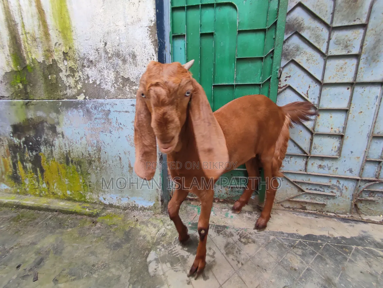 তোতাপুরি মেয়ে বাচ্চা