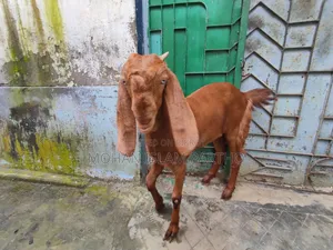 তোতাপুরি মেয়ে বাচ্চা