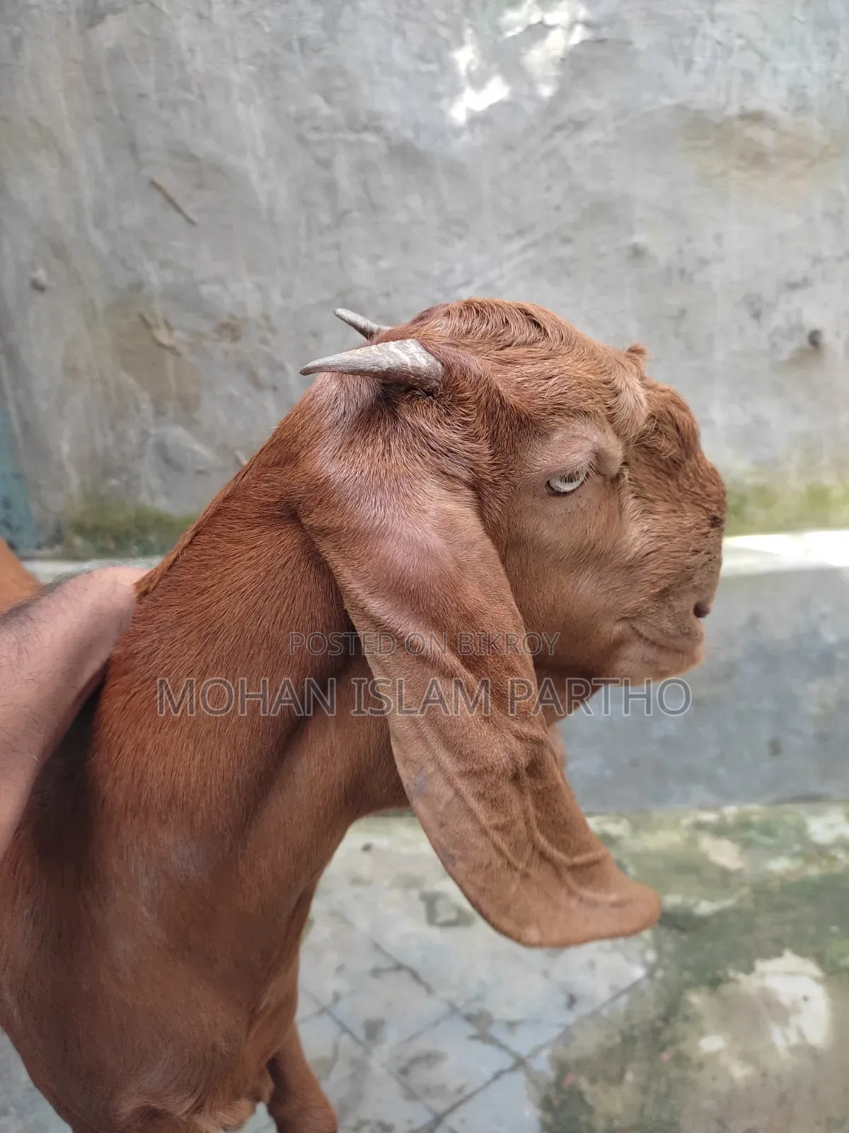 তোতাপুরি মেয়ে বাচ্চা