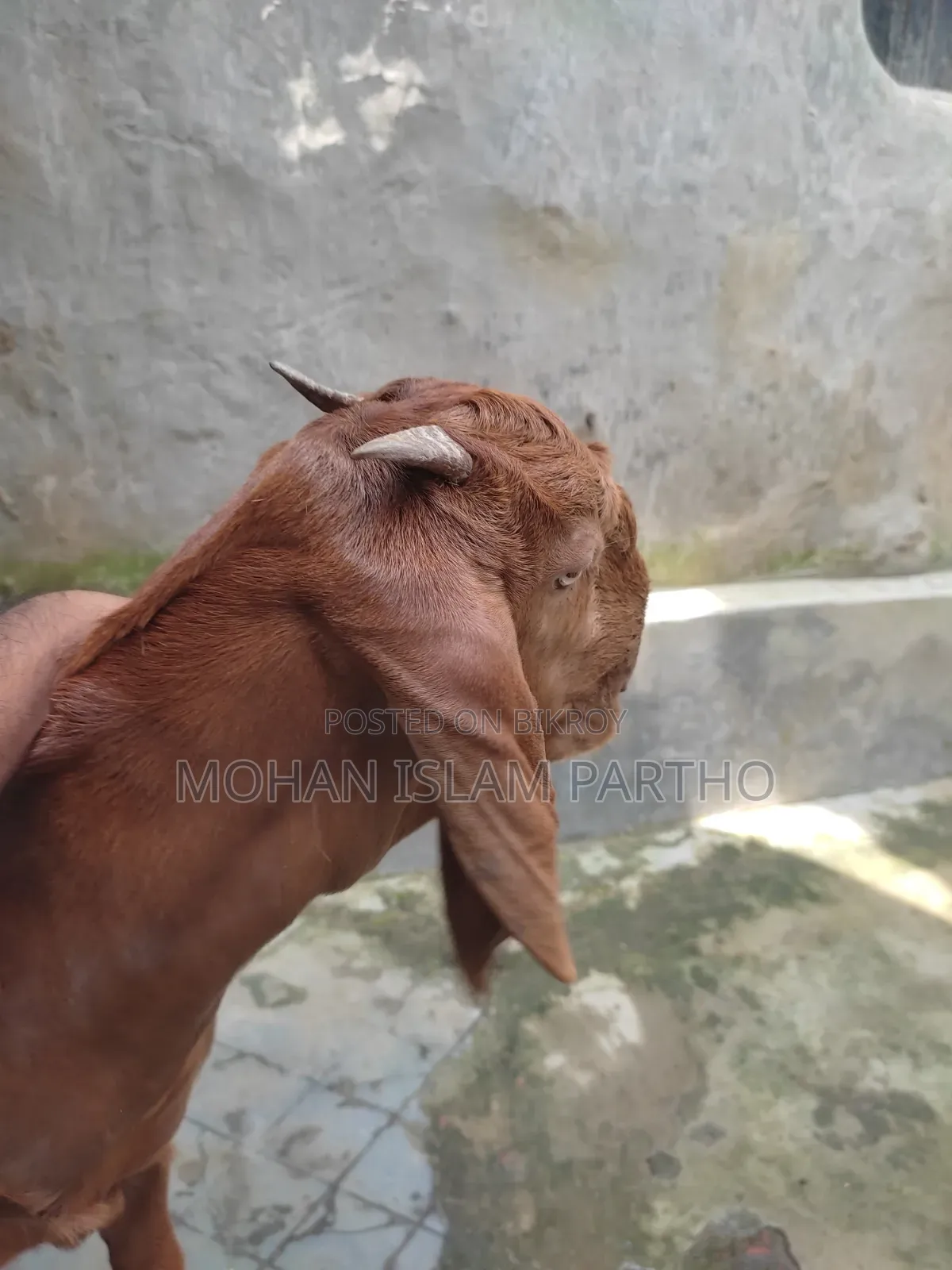তোতাপুরি মেয়ে বাচ্চা