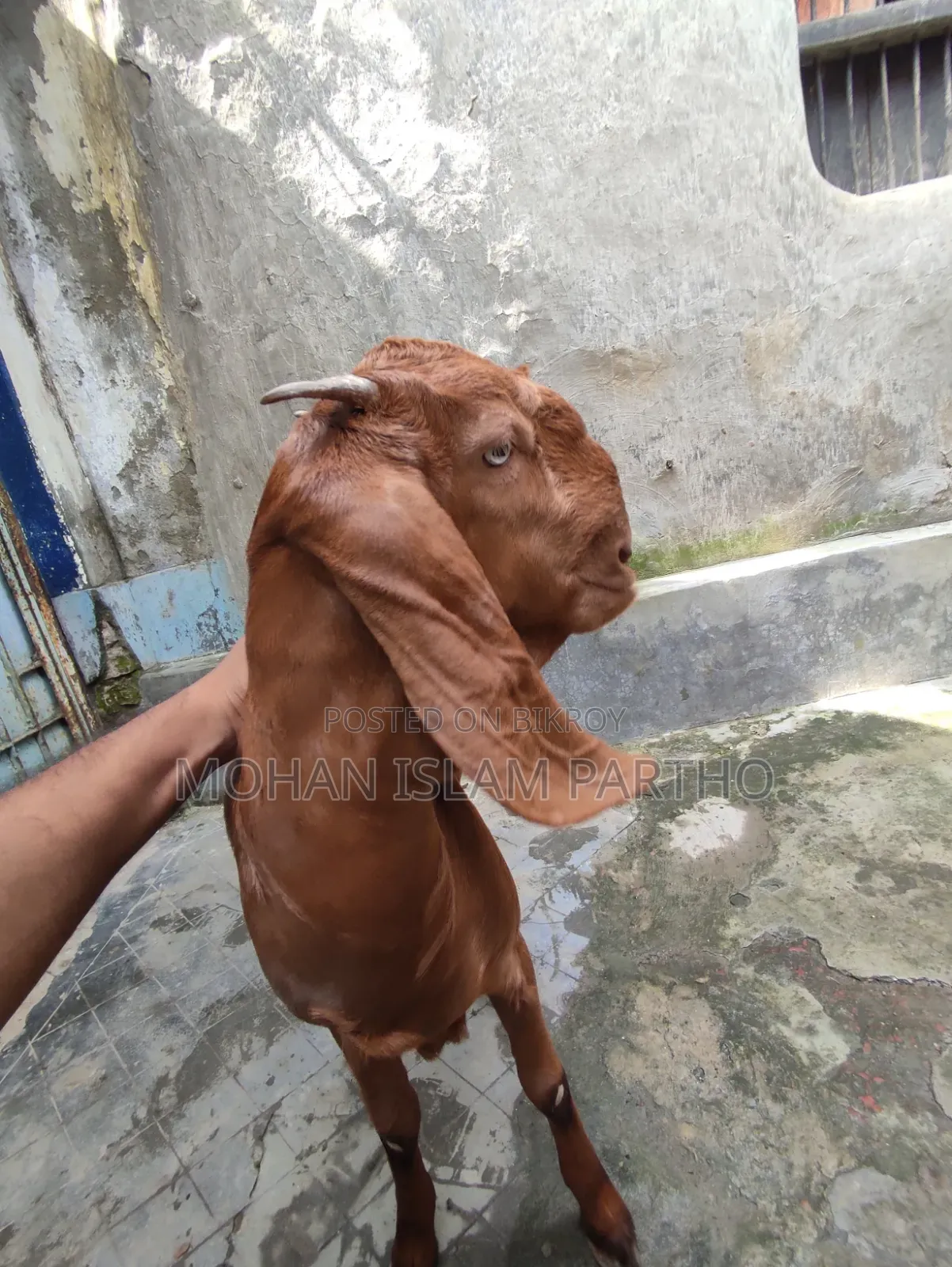 তোতাপুরি মেয়ে বাচ্চা