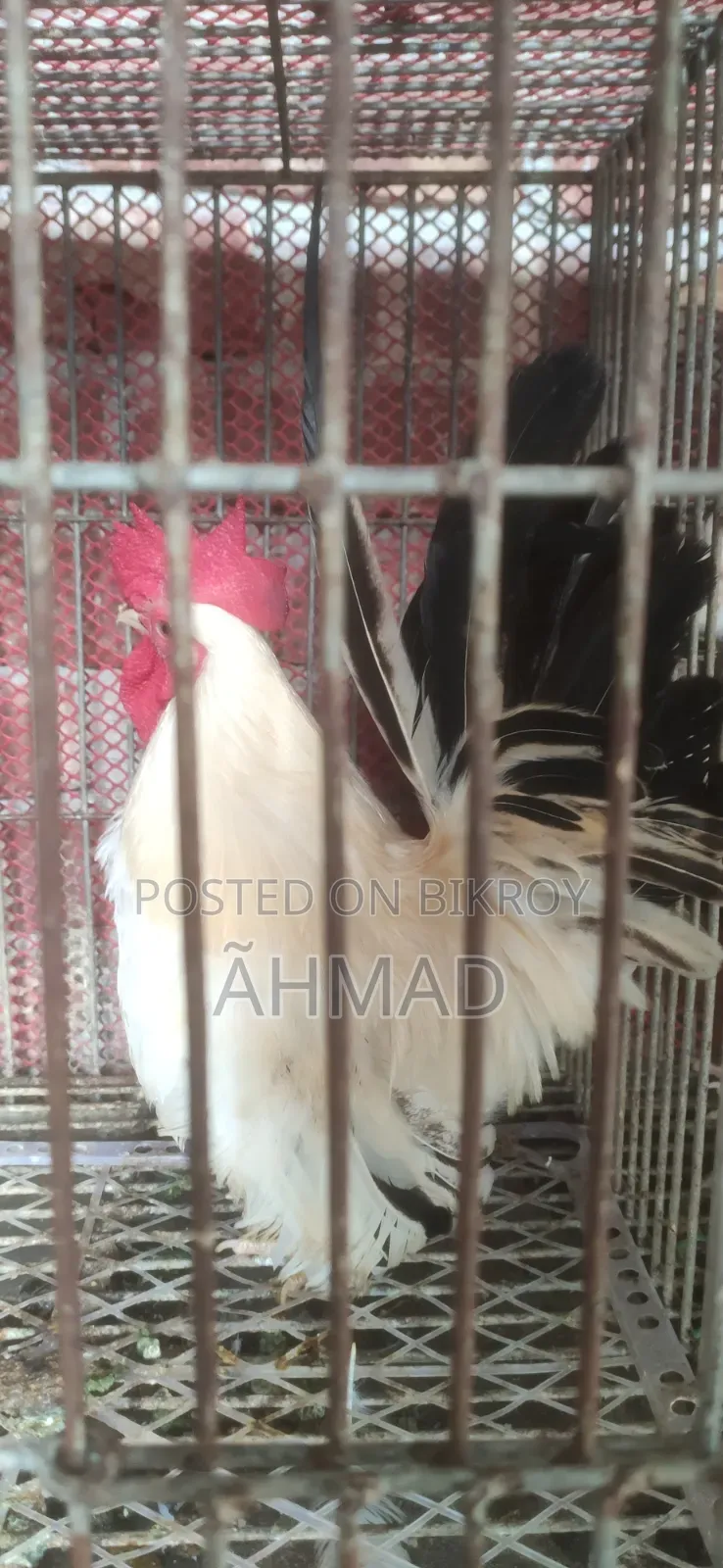 Fancy pigeon For Sale