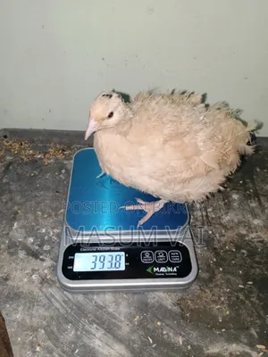 ইউরোপিয়ান কটনিক্স কোয়েল