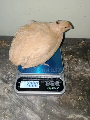 ইউরোপিয়ান কটনিক্স কোয়েল