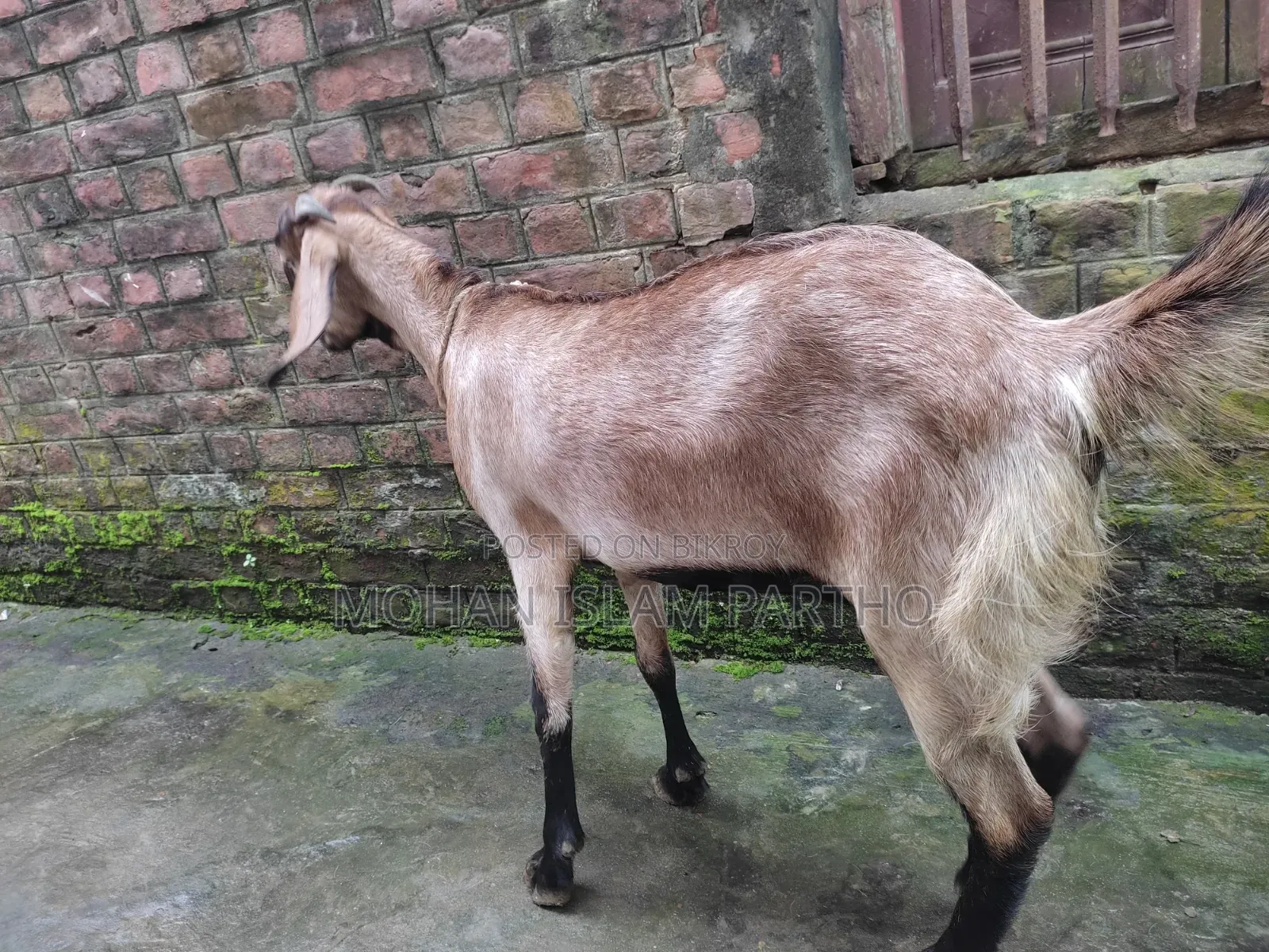 রাম ছাগল মেয়ে