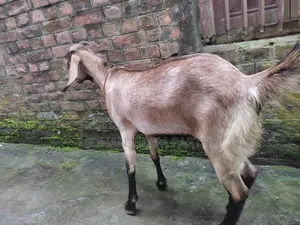 রাম ছাগল মেয়ে