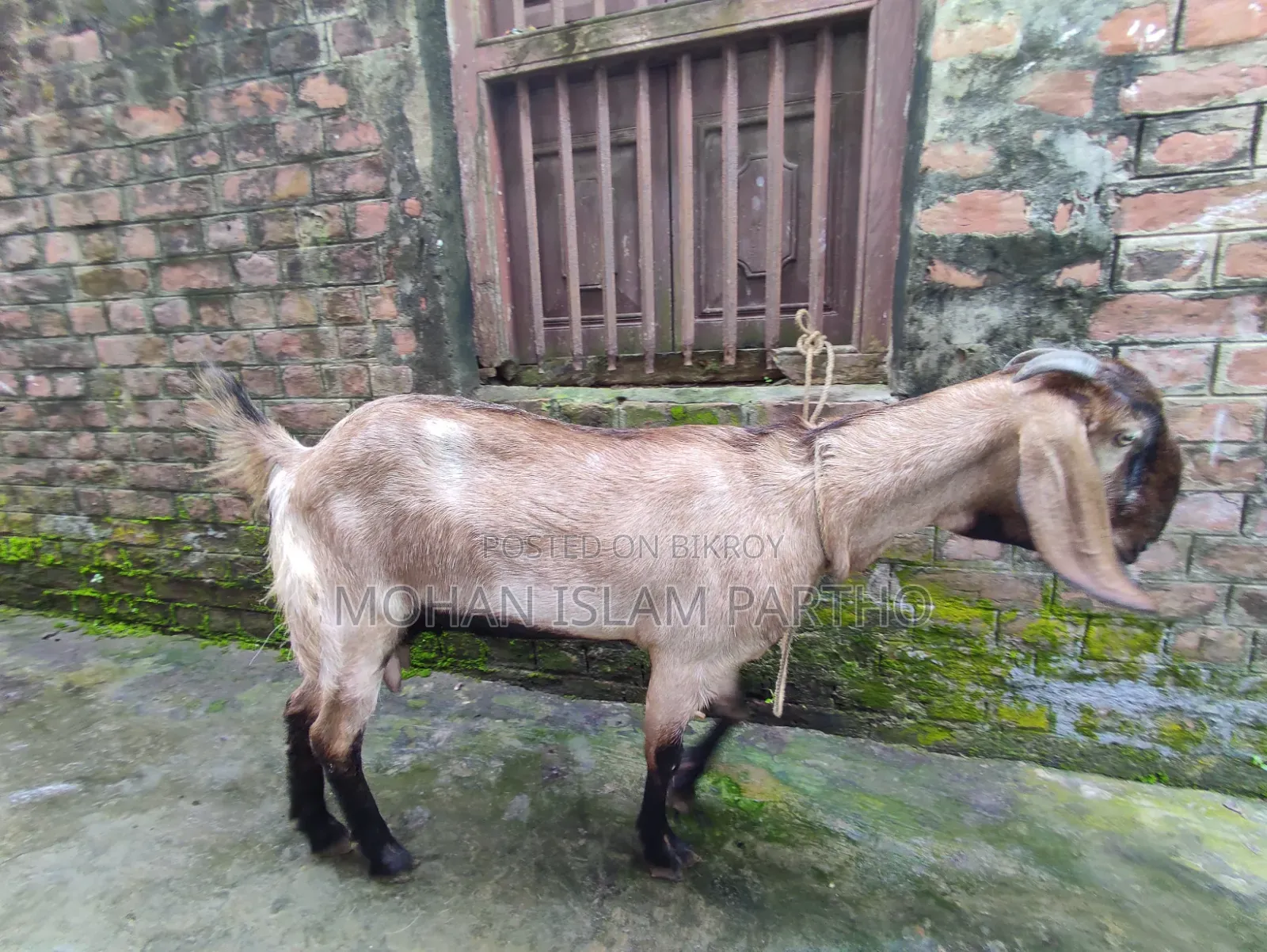 রাম ছাগল মেয়ে