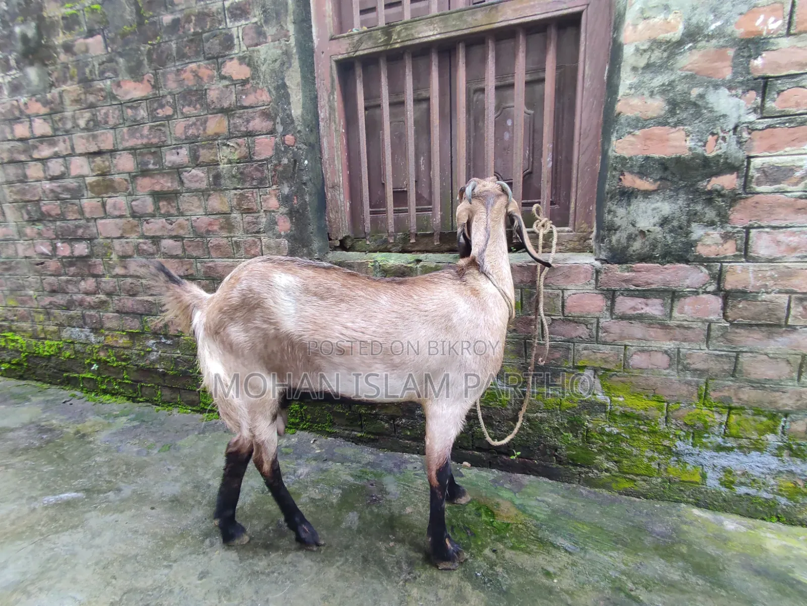 রাম ছাগল মেয়ে