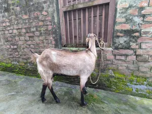 রাম ছাগল মেয়ে