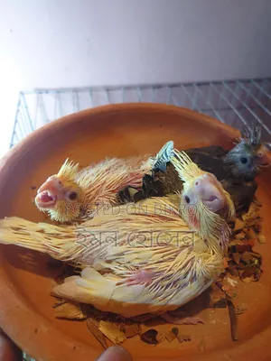 Cockatiel Baby