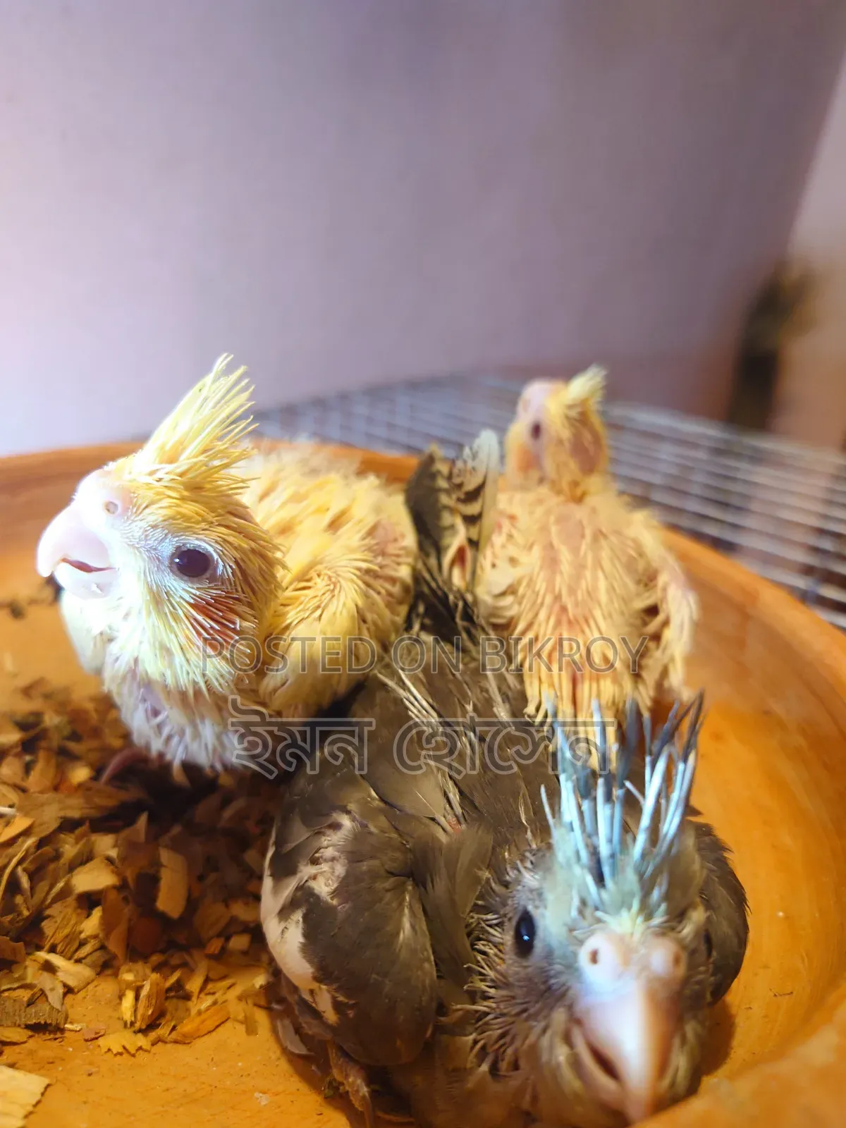 Cockatiel Baby