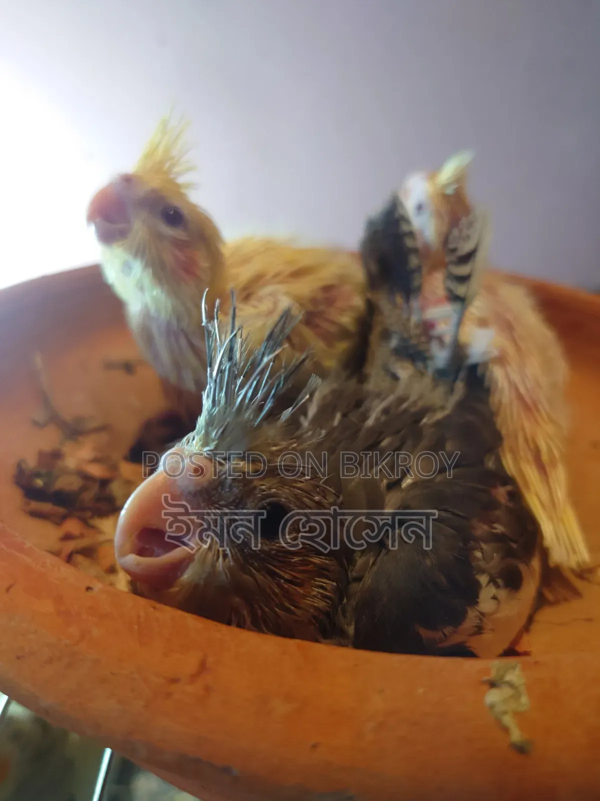 Cockatiel Baby