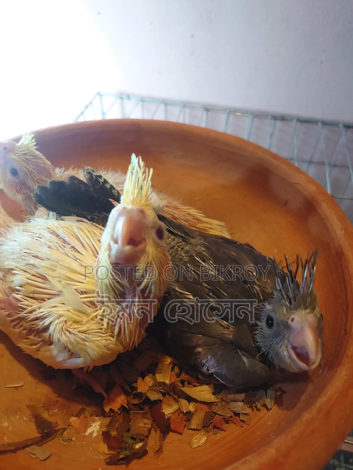 Cockatiel Baby
