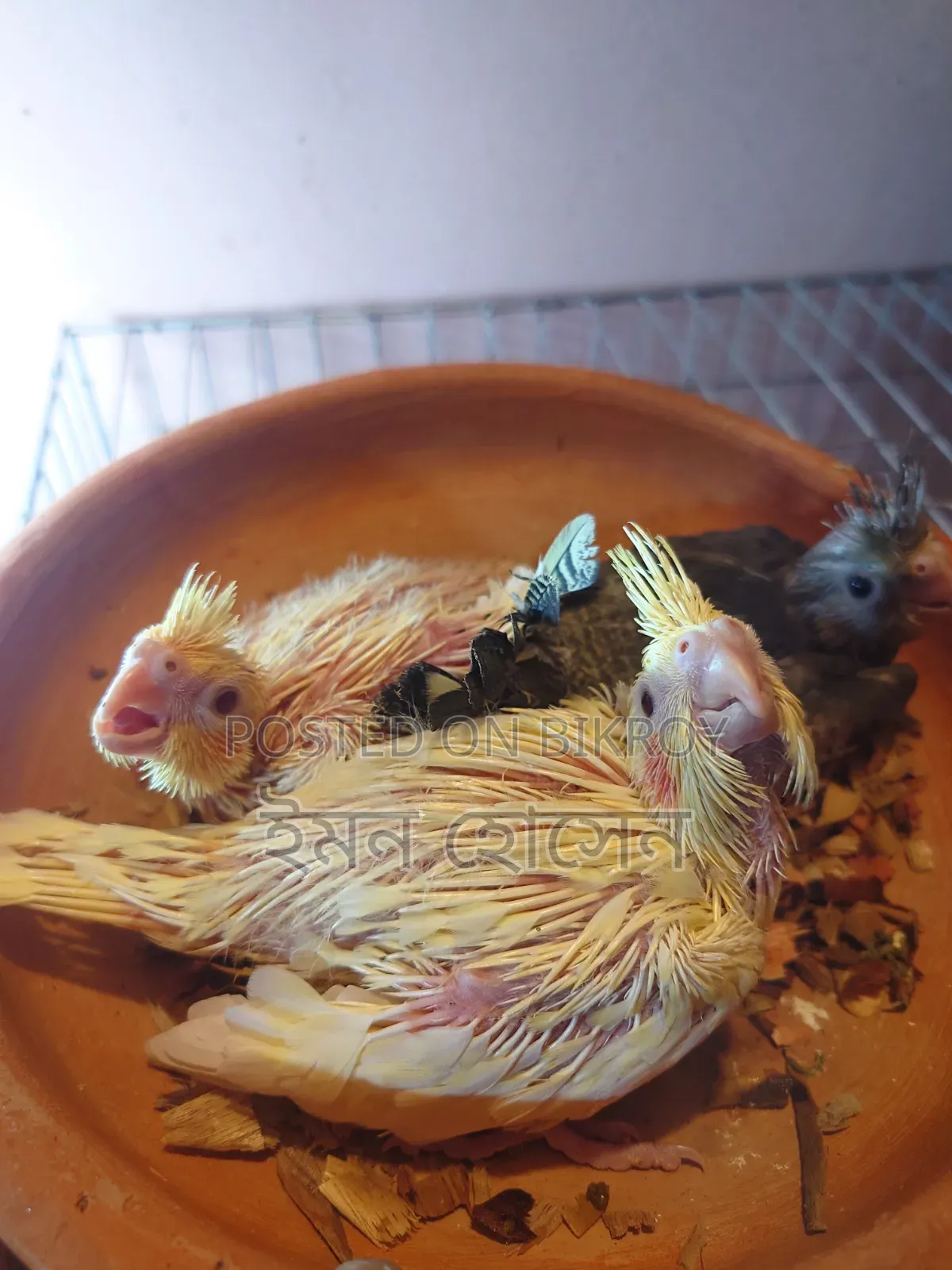 Cockatiel Baby