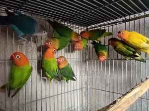 Love Bird Semi Adult