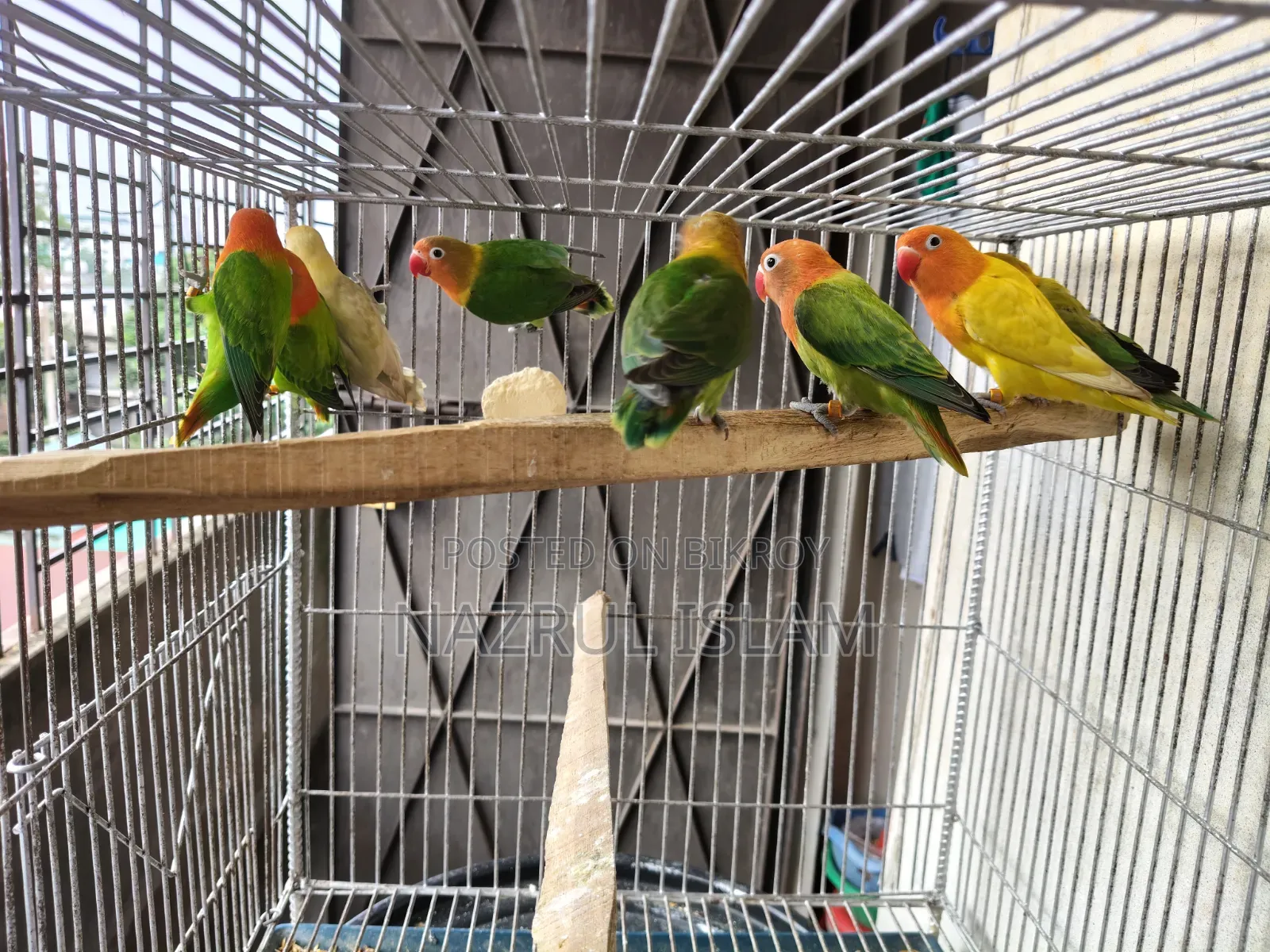 Love Bird Semi Adult