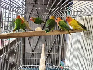 Love Bird Semi Adult