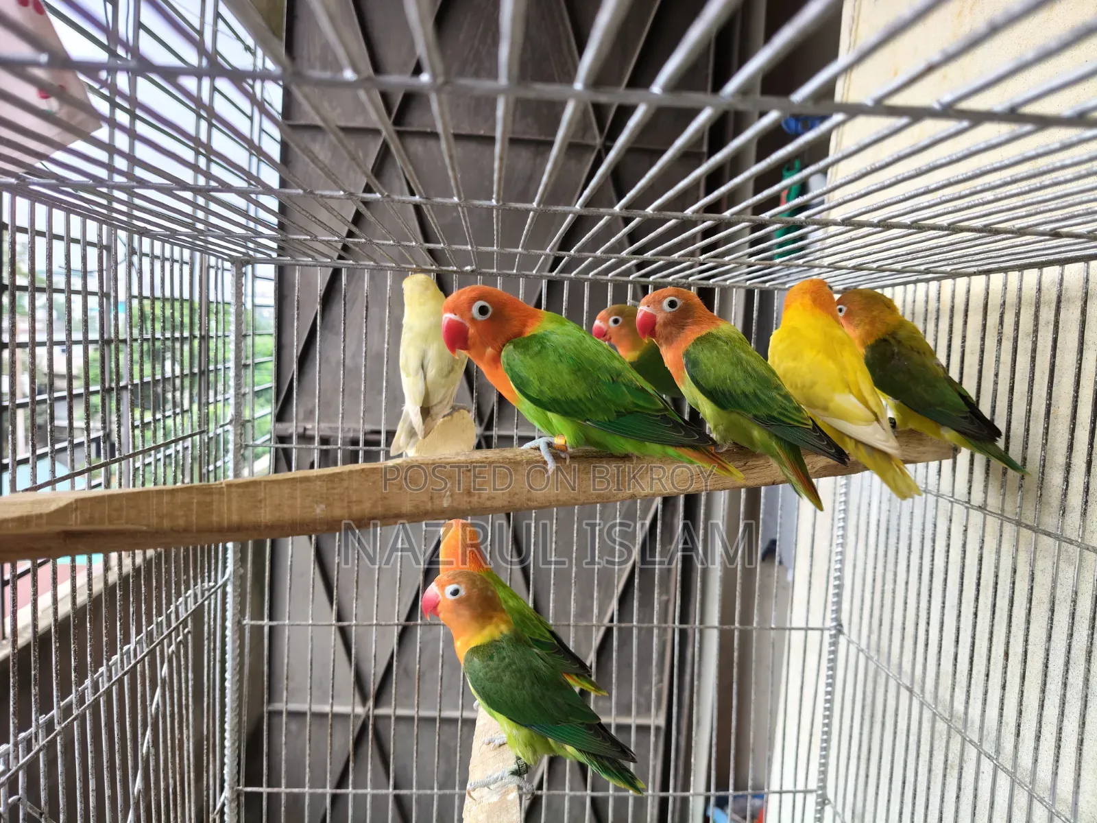 Love Bird Semi Adult
