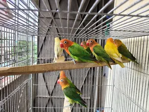 Love Bird Semi Adult