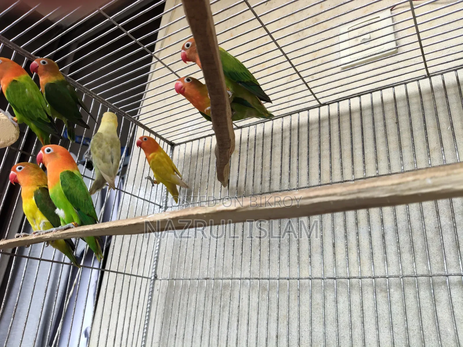 Love Bird Semi Adult