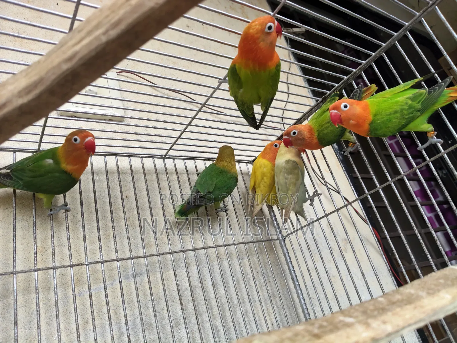 Love Bird Semi Adult