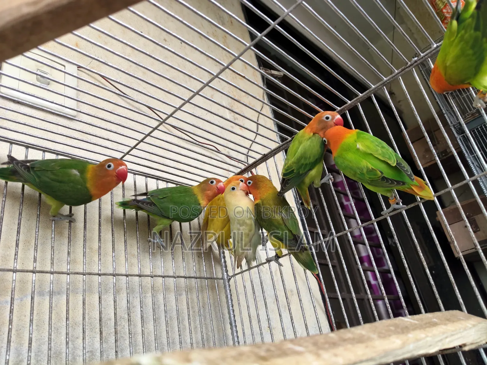 Love Bird Semi Adult