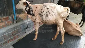Heifer Calf