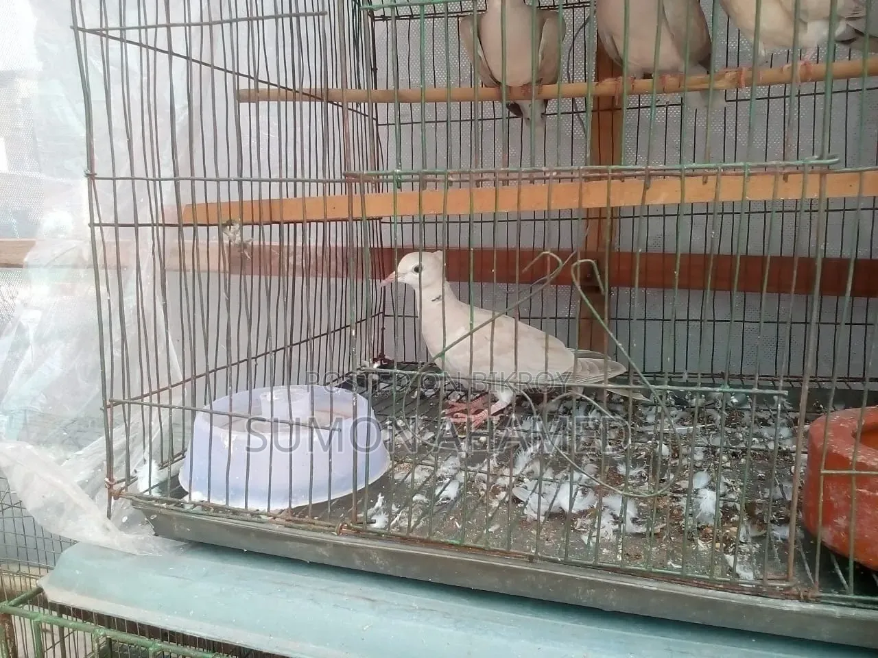 Cage for Sale