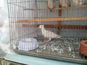 Cage for Sale