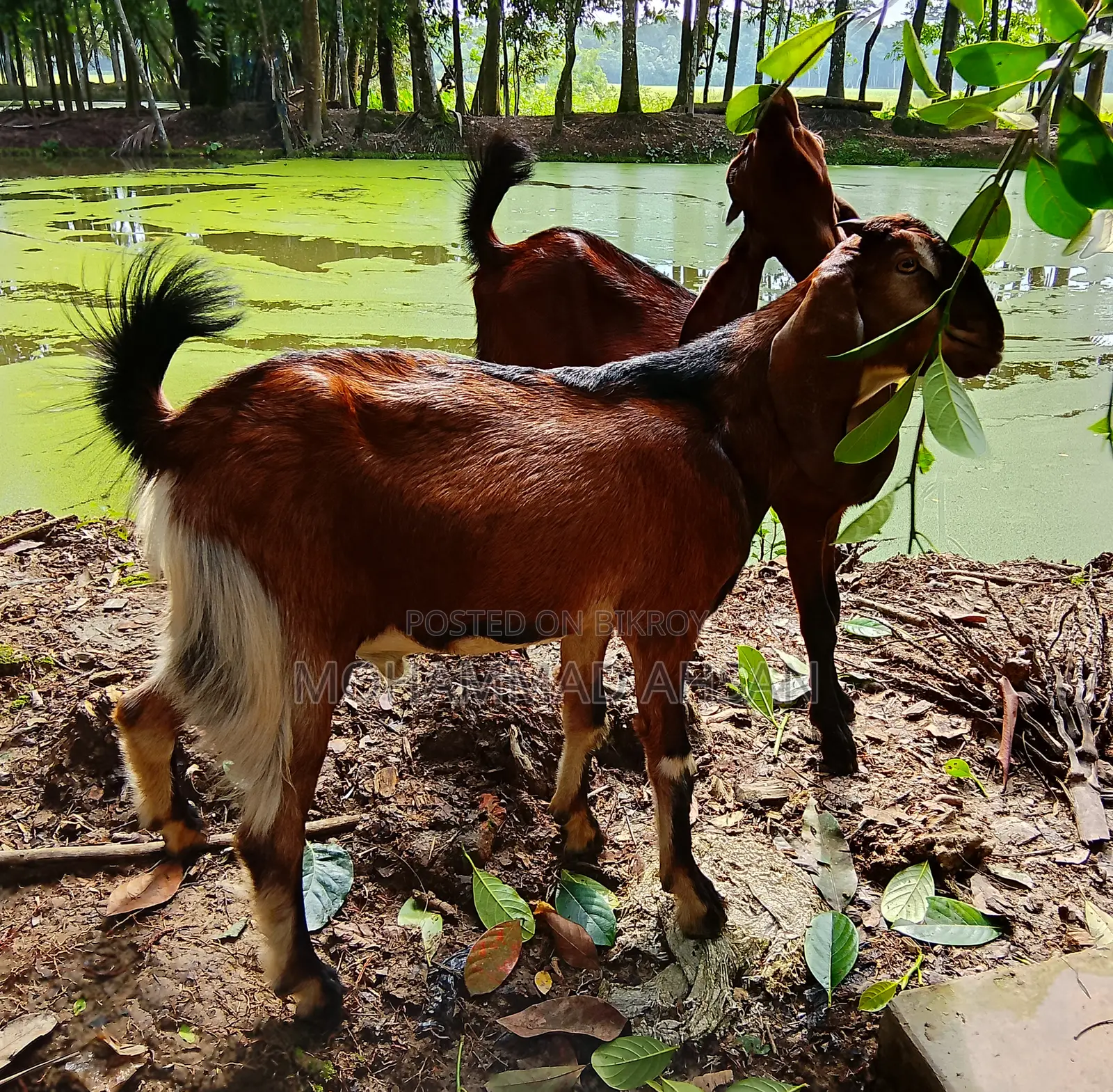একজোড়া পাঠা ছাগল