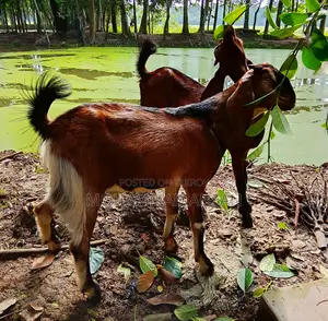 একজোড়া পাঠা ছাগল