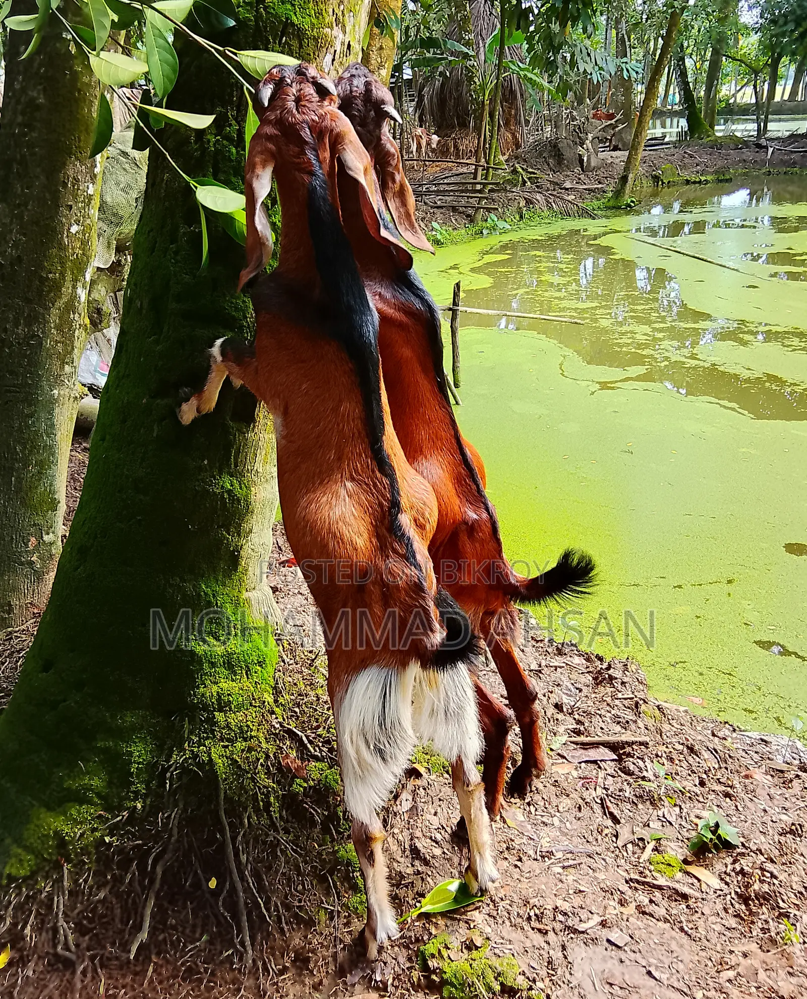 একজোড়া পাঠা ছাগল