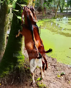 একজোড়া পাঠা ছাগল