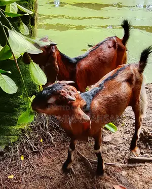একজোড়া পাঠা ছাগল