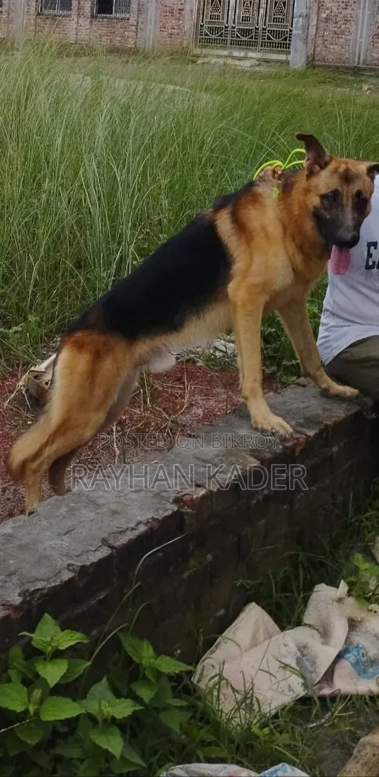 6-12 Months Male Purebred German Shepherd