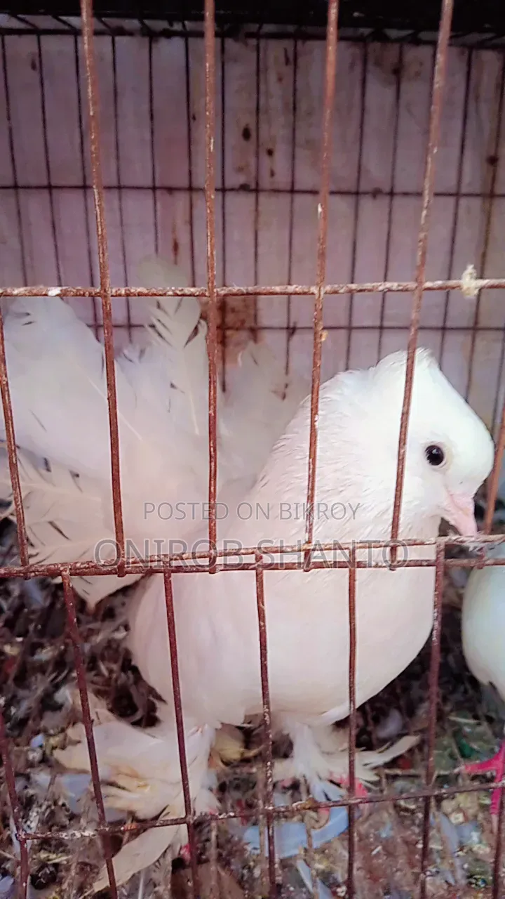 Lakhya Male Pigeon