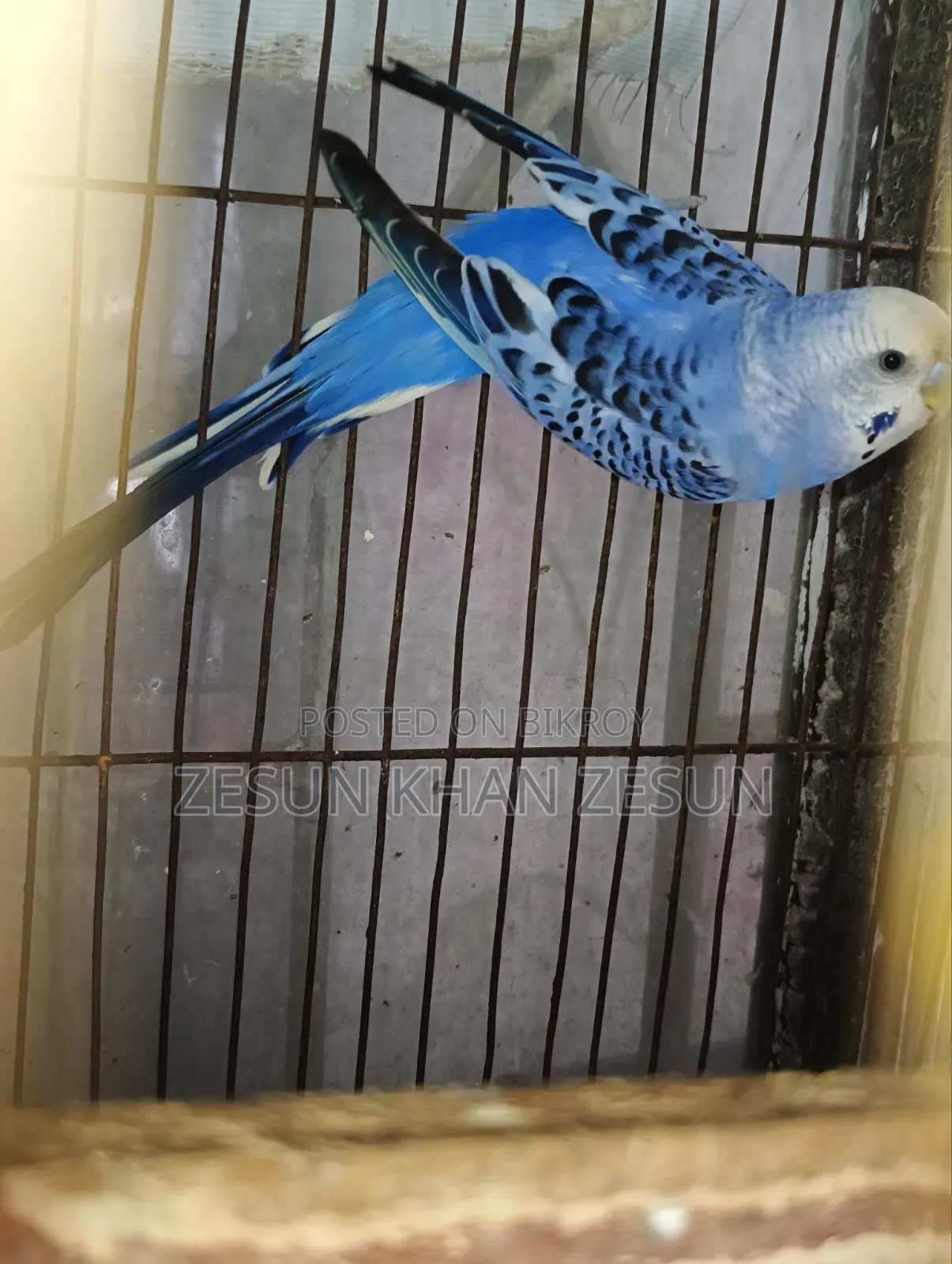 Budgerigar Bird