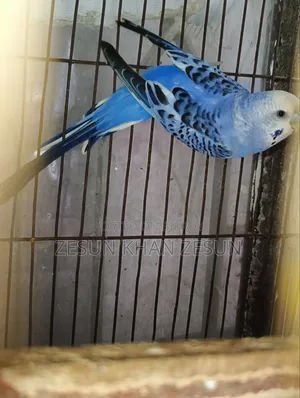 Budgerigar Bird